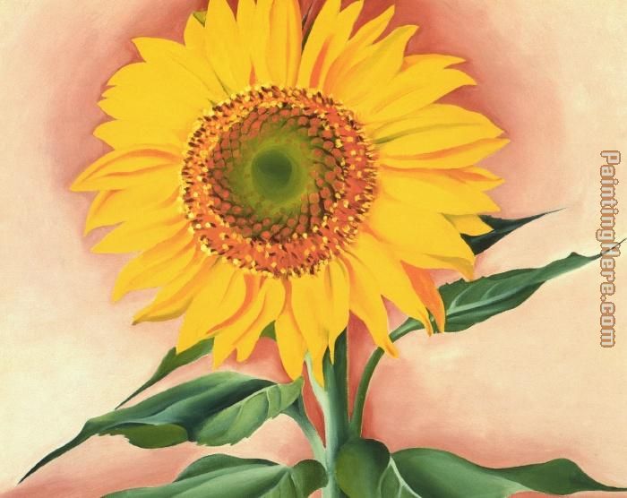 A Sunflower from Maggie 1937 painting - Georgia O'Keeffe A Sunflower from Maggie 1937 art painting